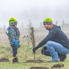 Planting trees